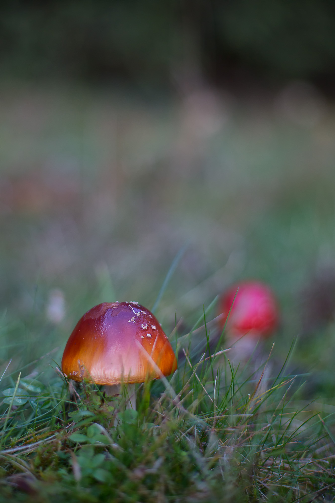 champignon amanite tue mouche