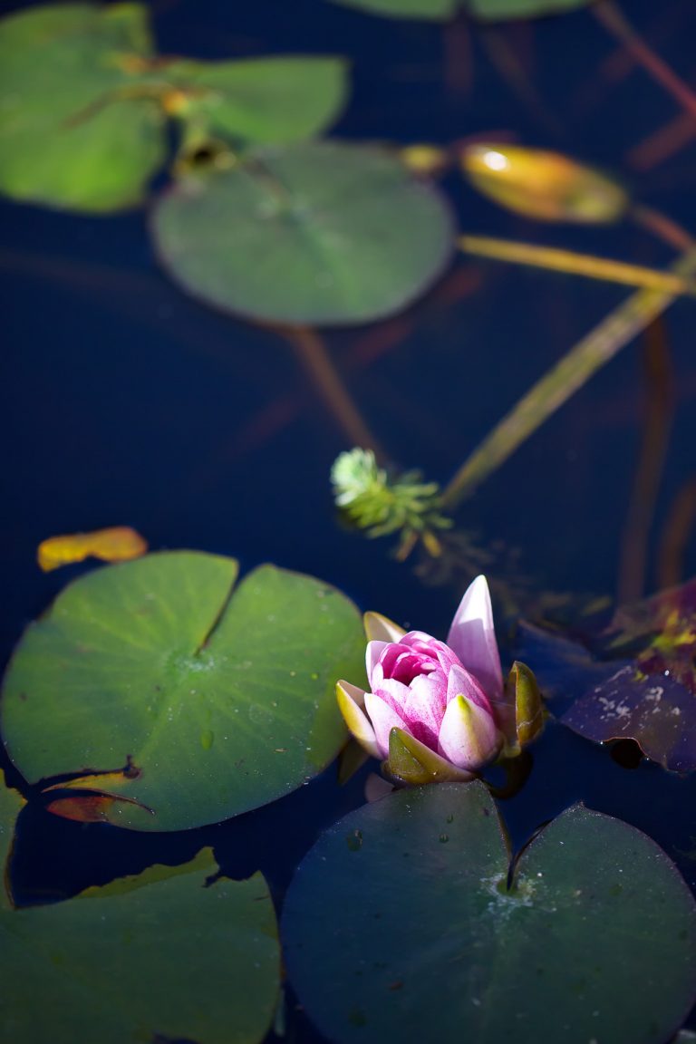 Fleur de nénuphar projet photos 52