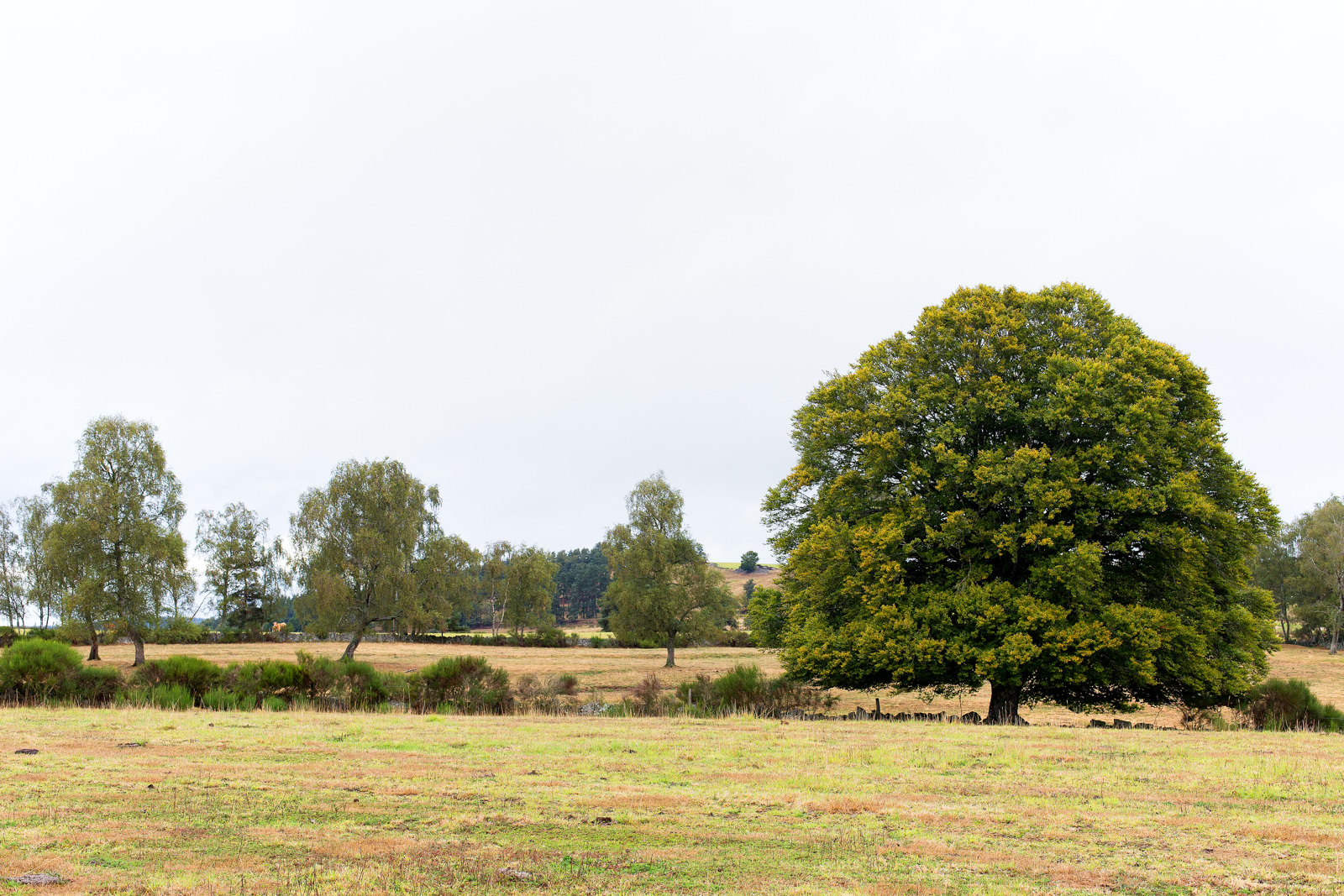 Tour des monts d'aubrac - arbre