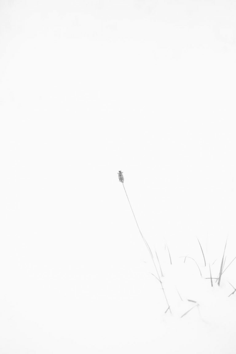 Brin d'herbe sous la neige