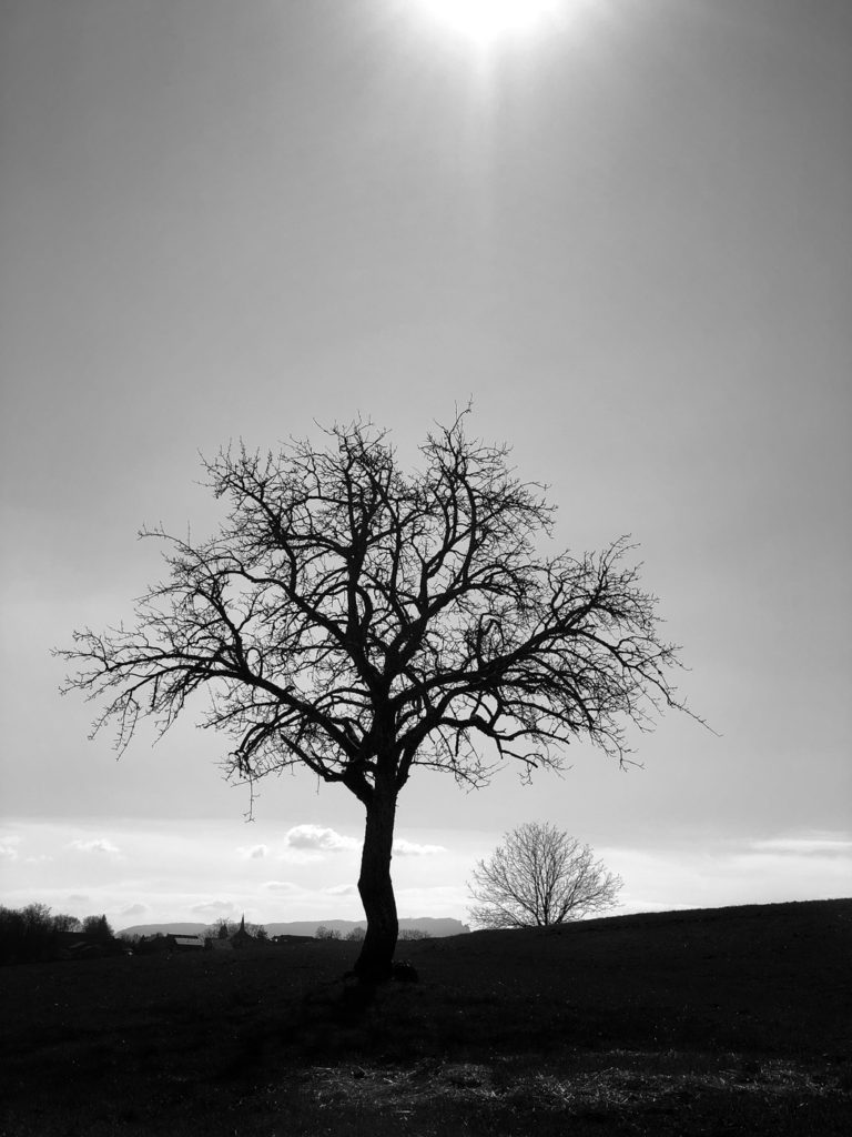 Projet 365 - Silhouette d'arbre