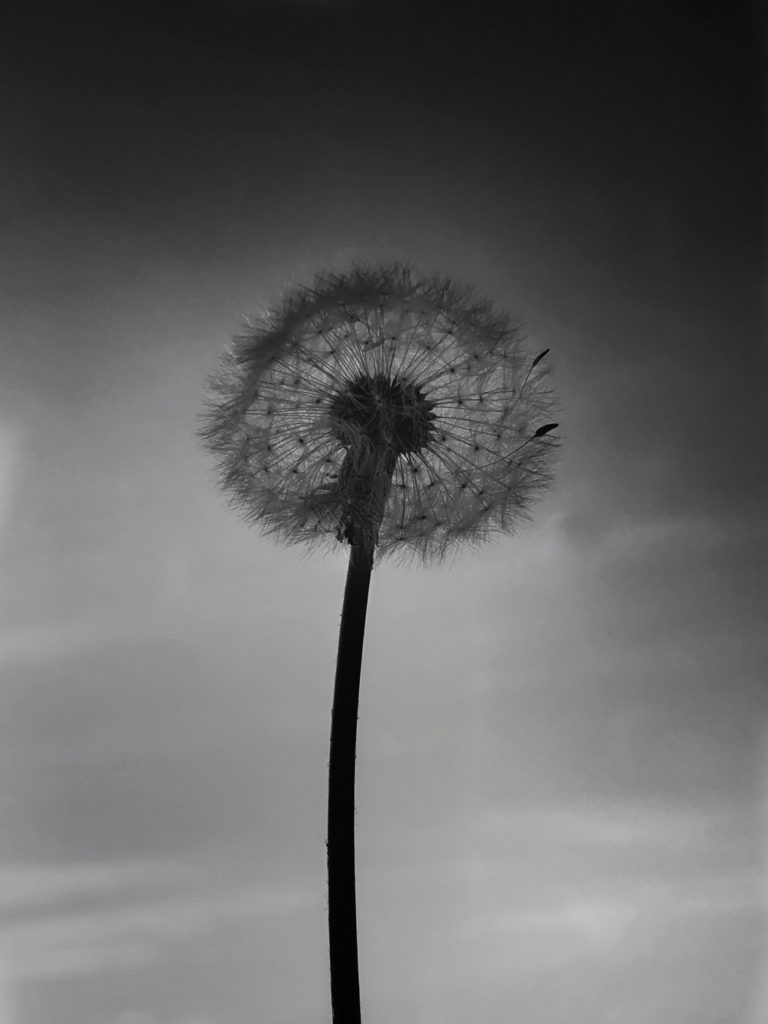 Projet photo 365 - Fleur de pissenlit