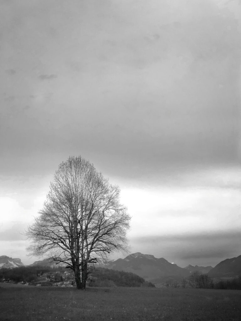 Projet 365 - Arbre face aux montagnes de Savoie_