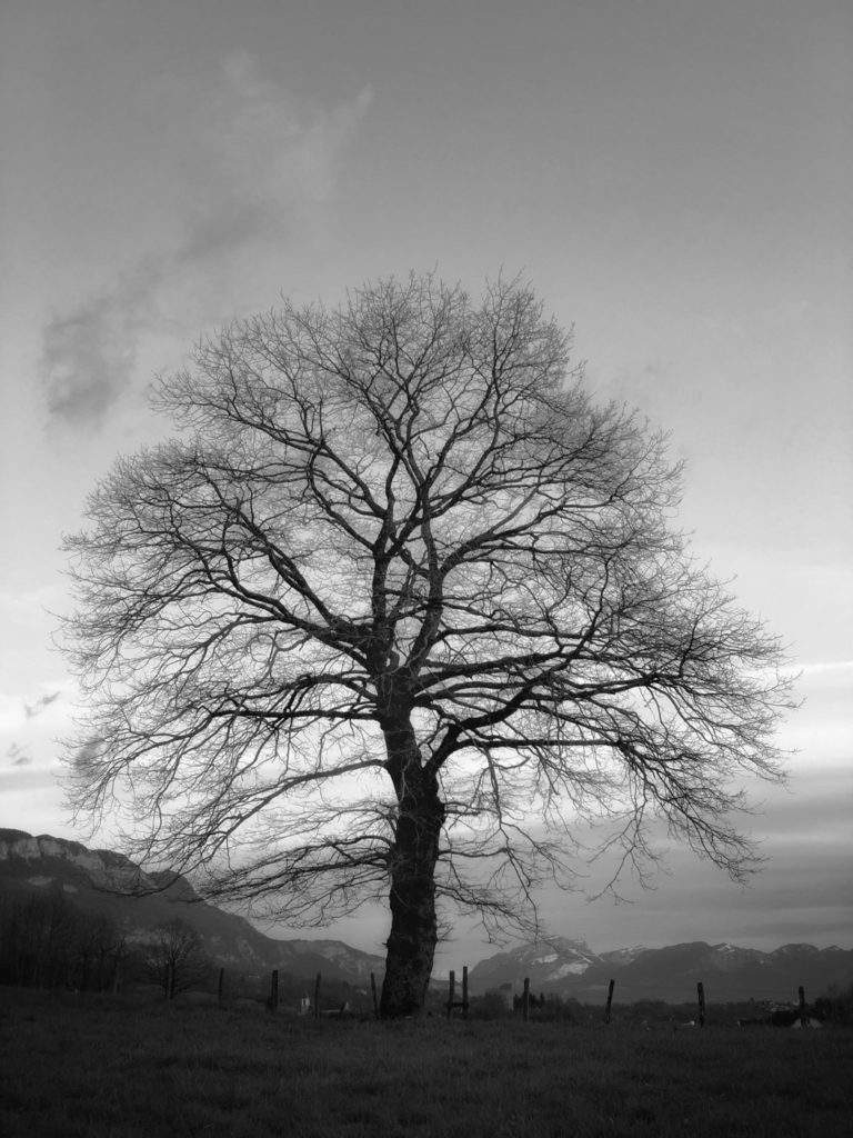 Projet 365 - Un arbre face aux montagnes