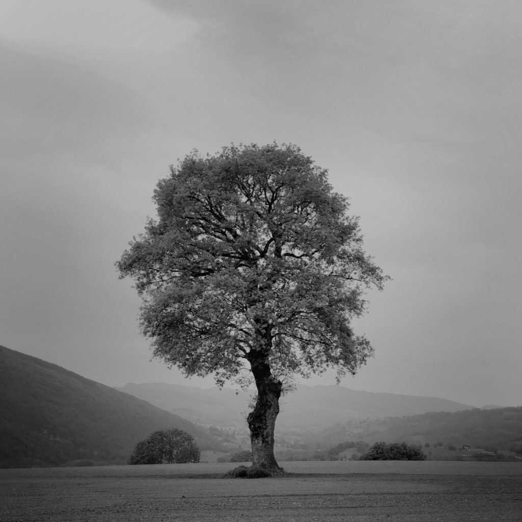 Projet photo 365 - Arbre solitaire