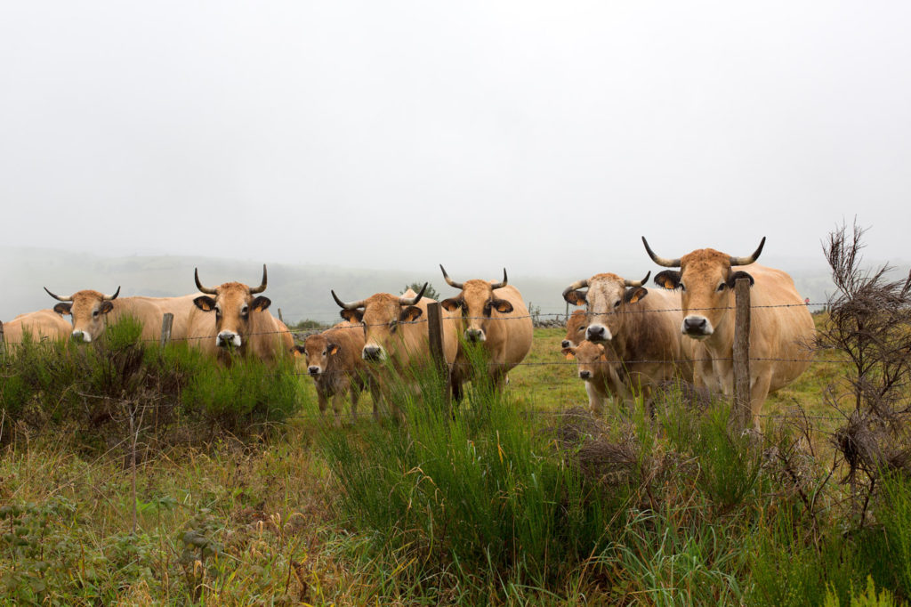 Vaches de la race Aubrac