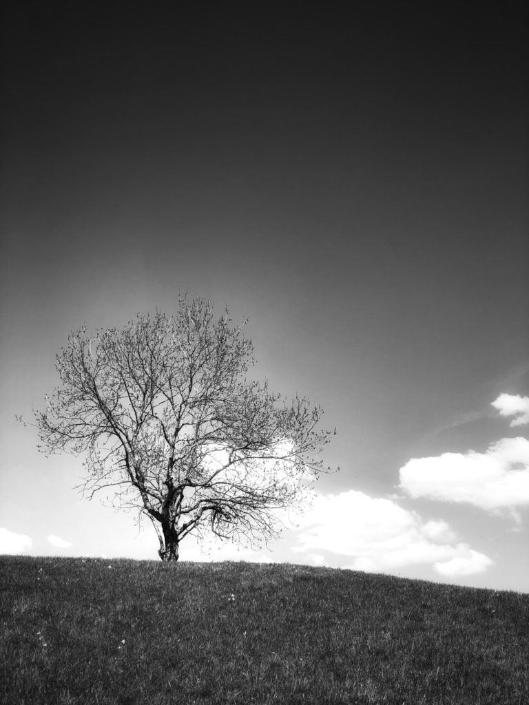 projet 365 - Arbre solitaire