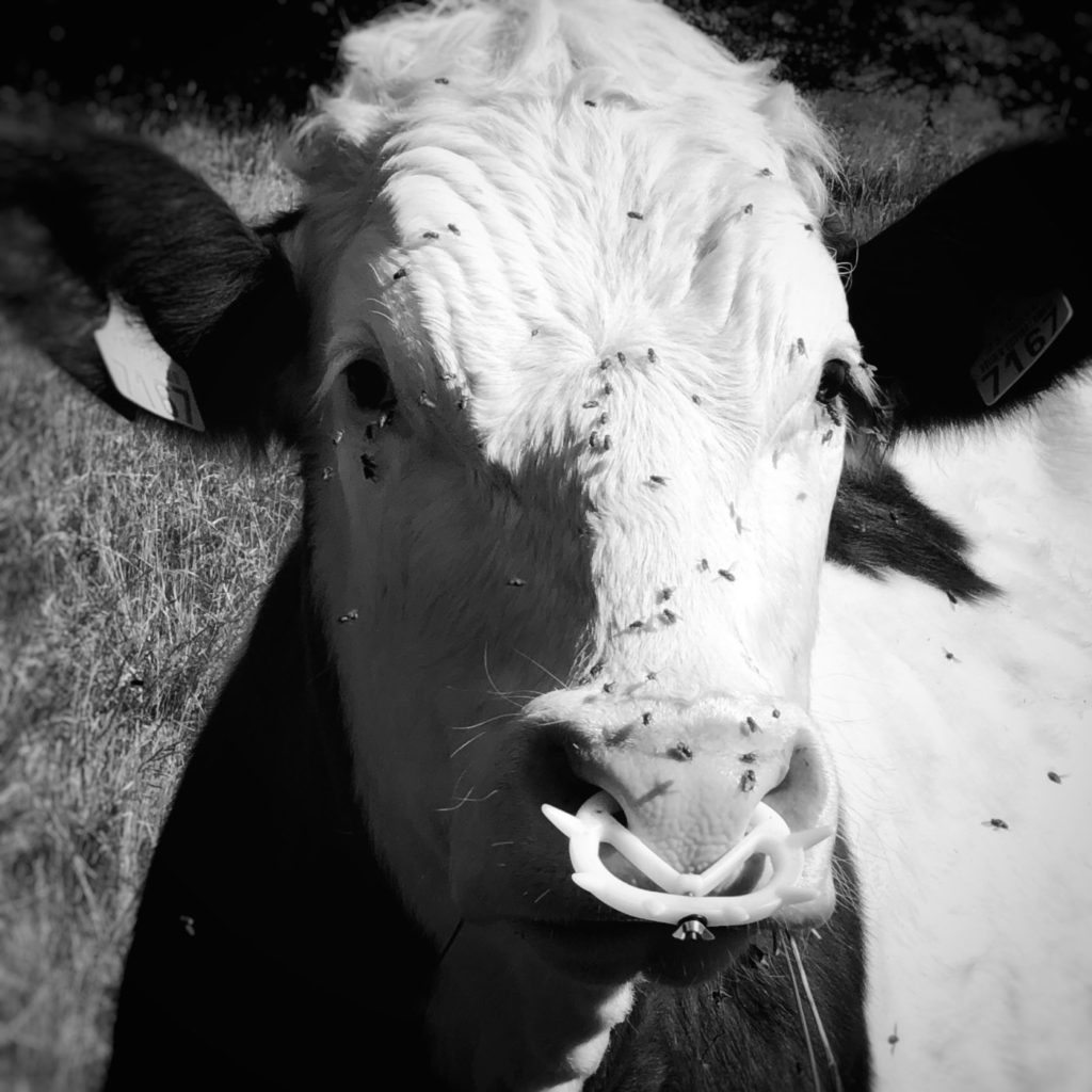 Projet 365 - Vache