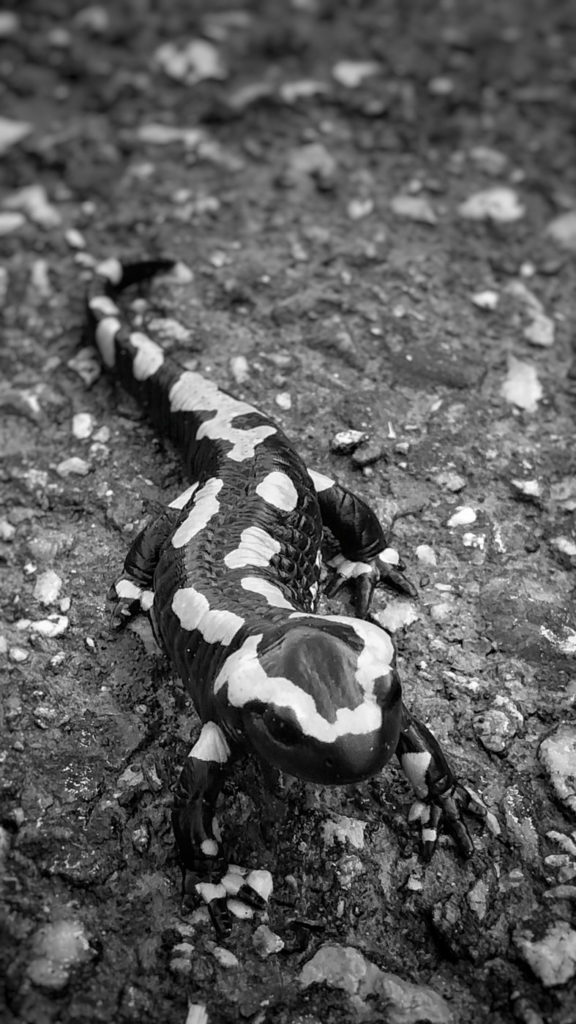 Projet photo 365 - Salamandre