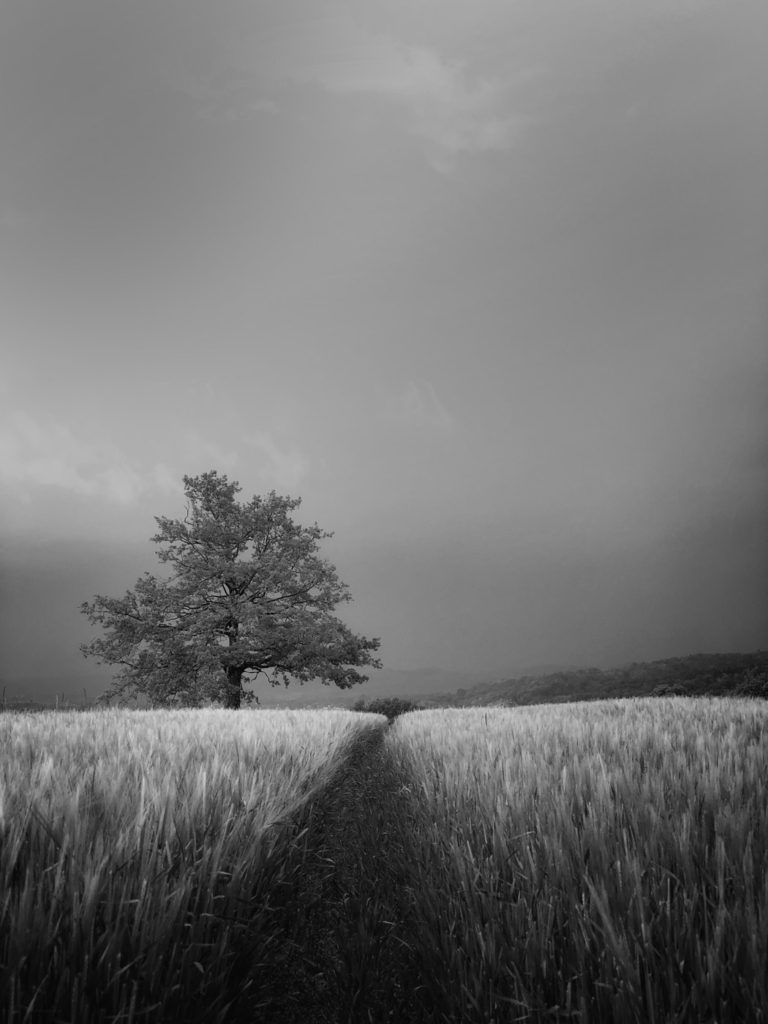 projet photo 365 - Chêne se préparant à la tempête