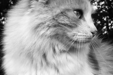 Projet photo 365 - Le chat