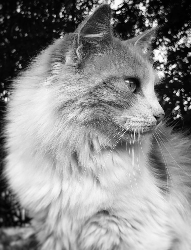 Projet photo 365 - Le chat
