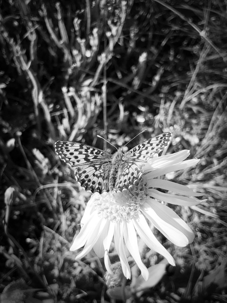 Une photo par jour - Papillon sur une fleur