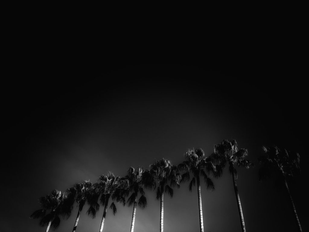 Projet photo 2018 - Palmiers sur la Croisette