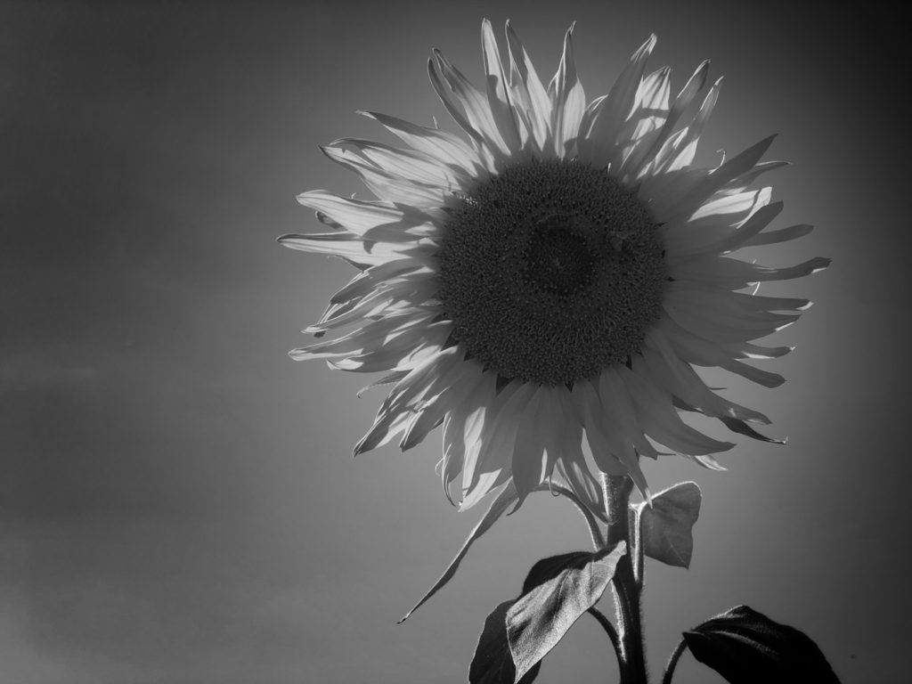 Projet photo 2018 - Tournesol