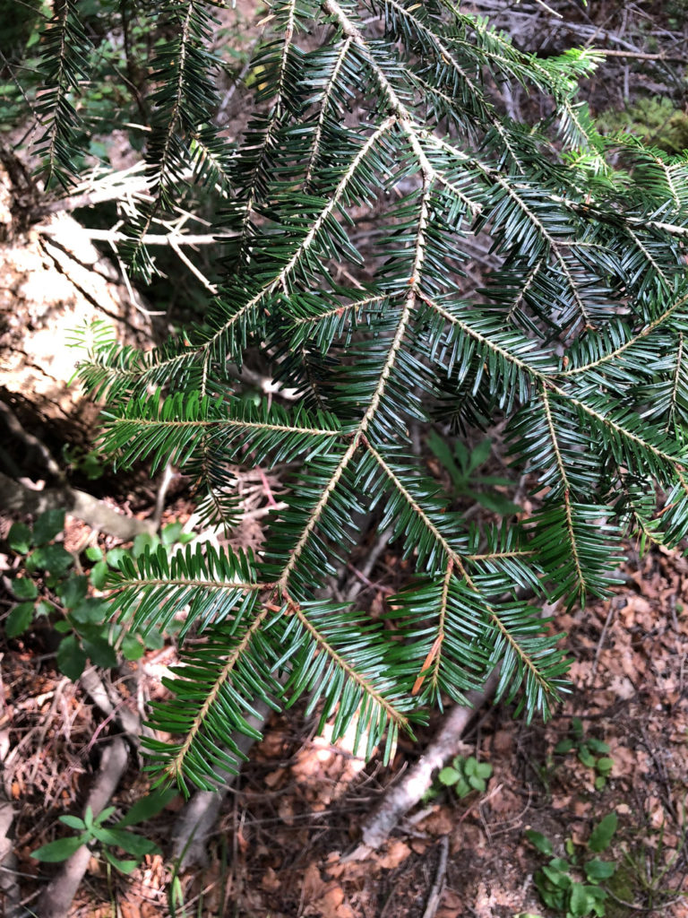 Sapin blanc