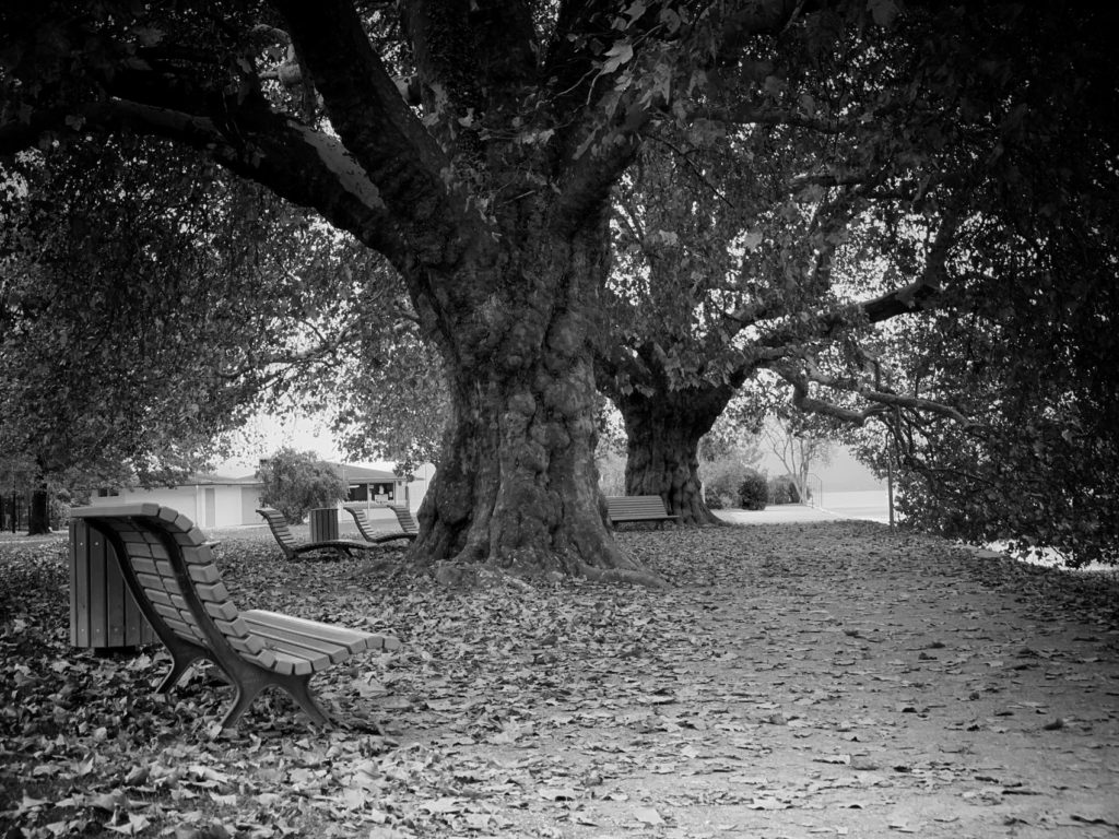 Projet photo 365 - Les platanes de l'Impérial