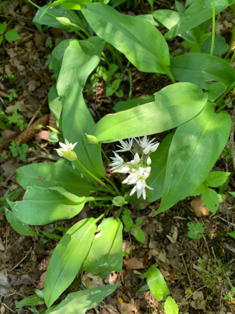 Ail sauvage, ail des bois ou ail des ours - Allium ursinum