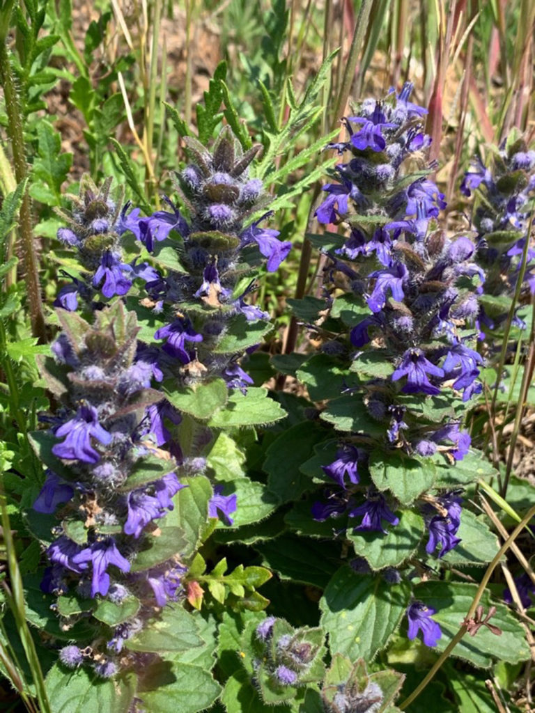 Bugle de Genève - Ajuja genevensis