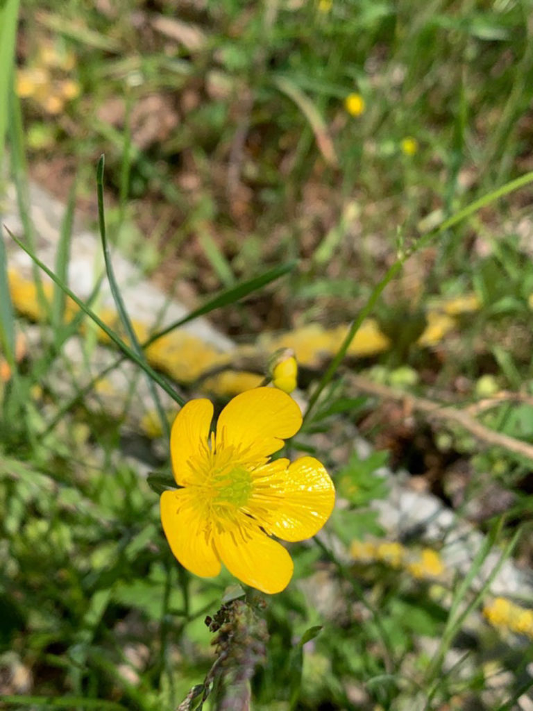 Renoncule âcre - Ranunculus acris