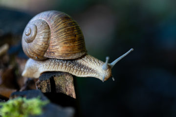 Projet 52 - Photo macro d'escargot