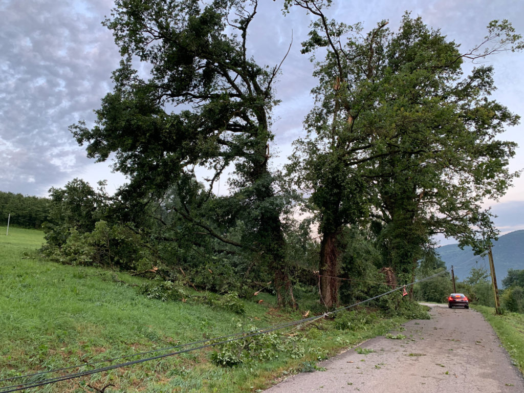 Arbre couché par la tempête