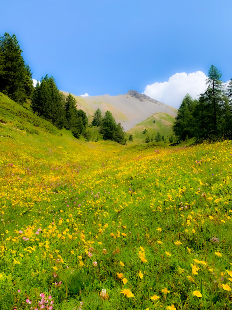 Au pied de l'Arpelin