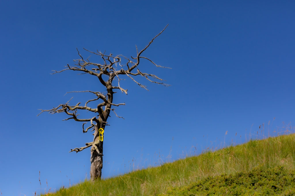 Arbre mort sur les pistes