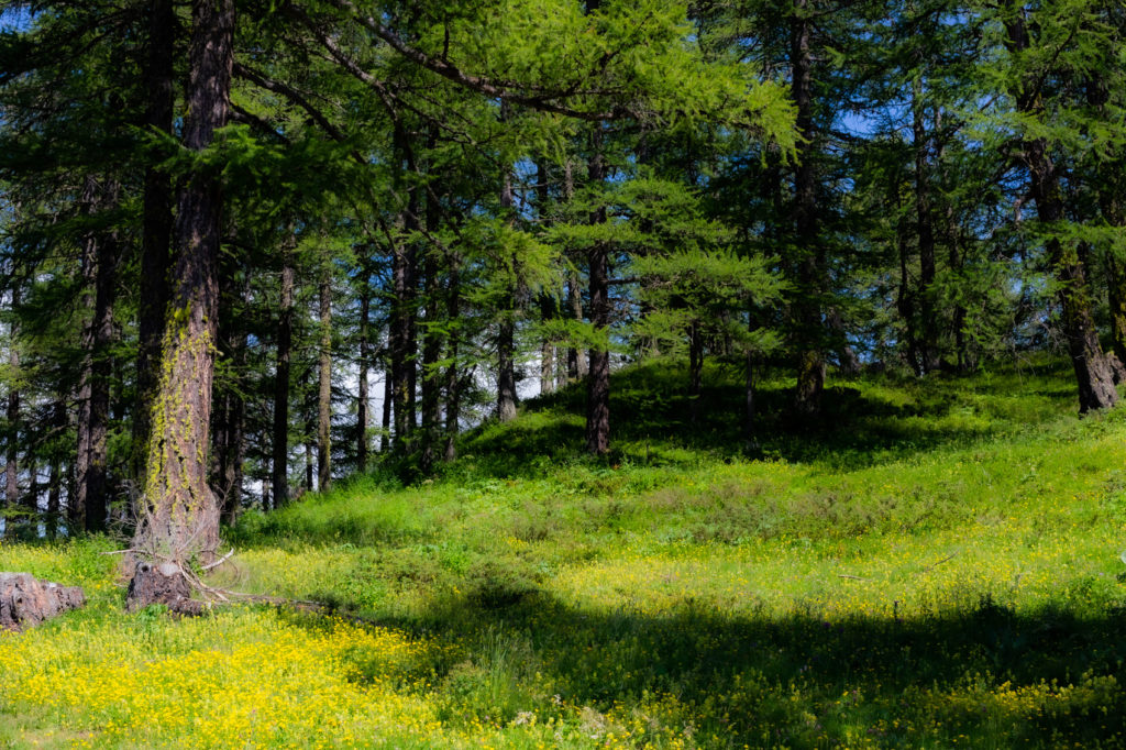 Forêt de mélèzes