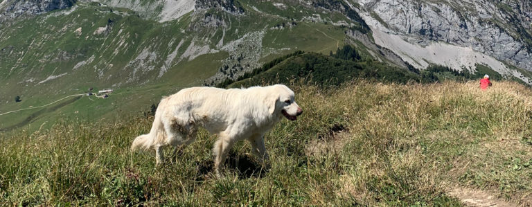 Comment se comporter face aux chiens de protection des troupeaux (patous)