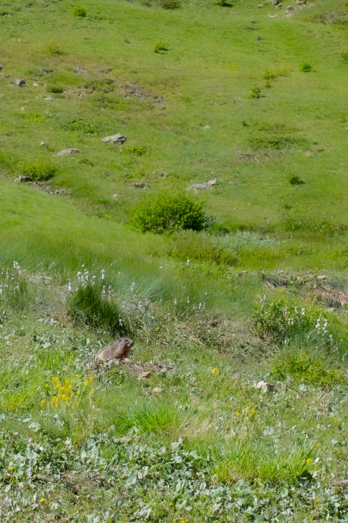 Marmotte aux aguets