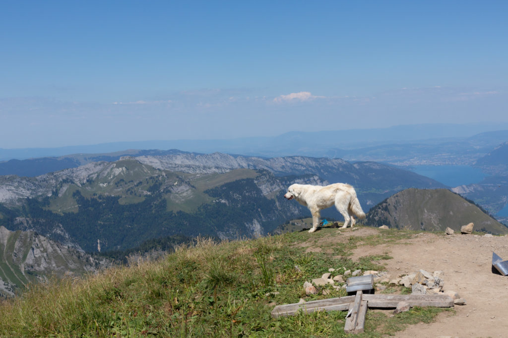 Patou à la pointe de Chaurionde