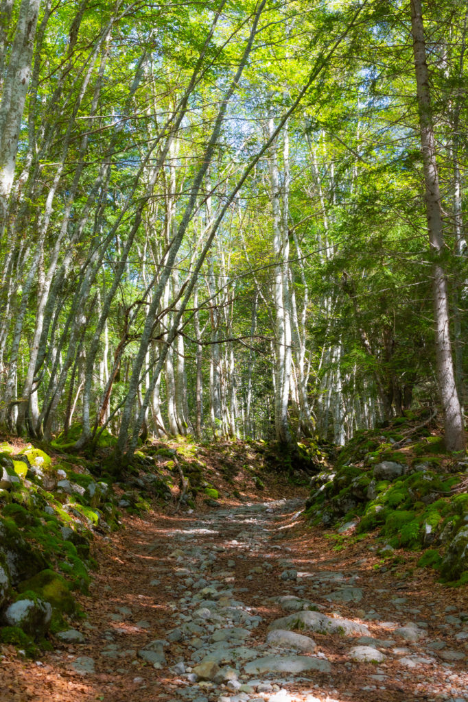 Dans les bois de Forette