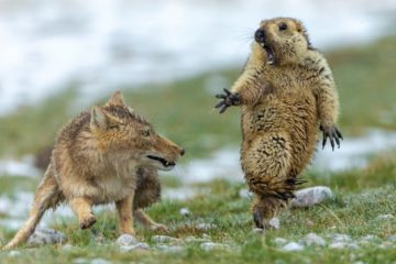 Marmotte Wildlife photographer of the year 2019