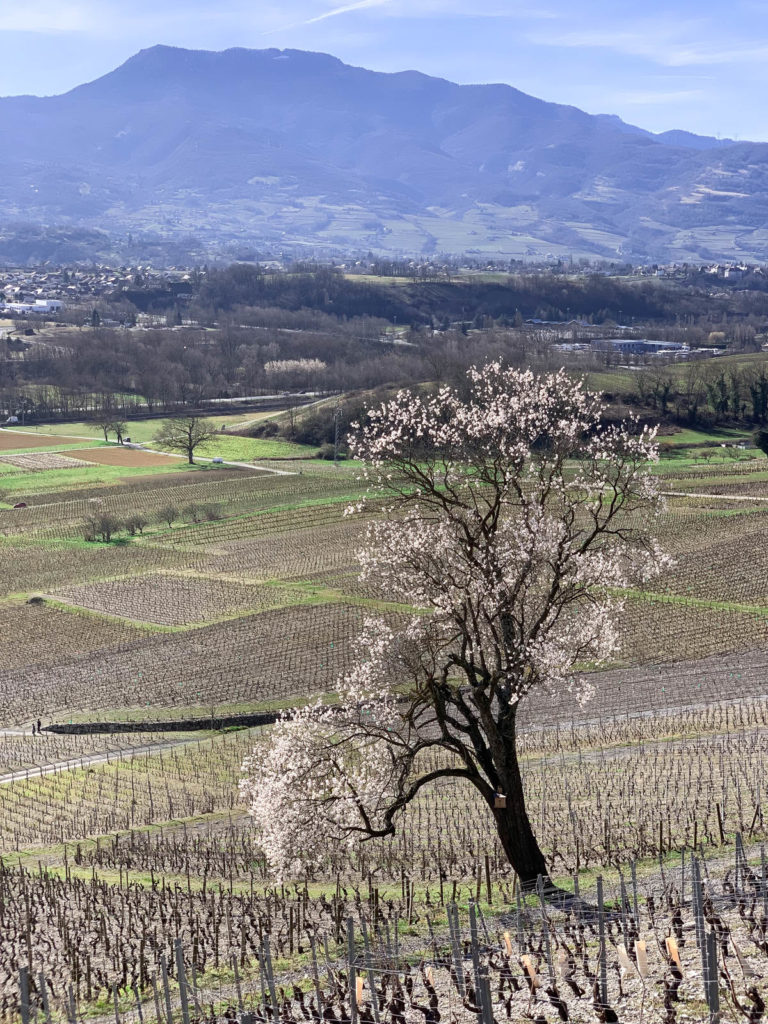 Arbre en fleur dans les vignes de Chignin