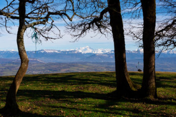 Montagne des princes - Le Mont-Blanc à travers les arbres