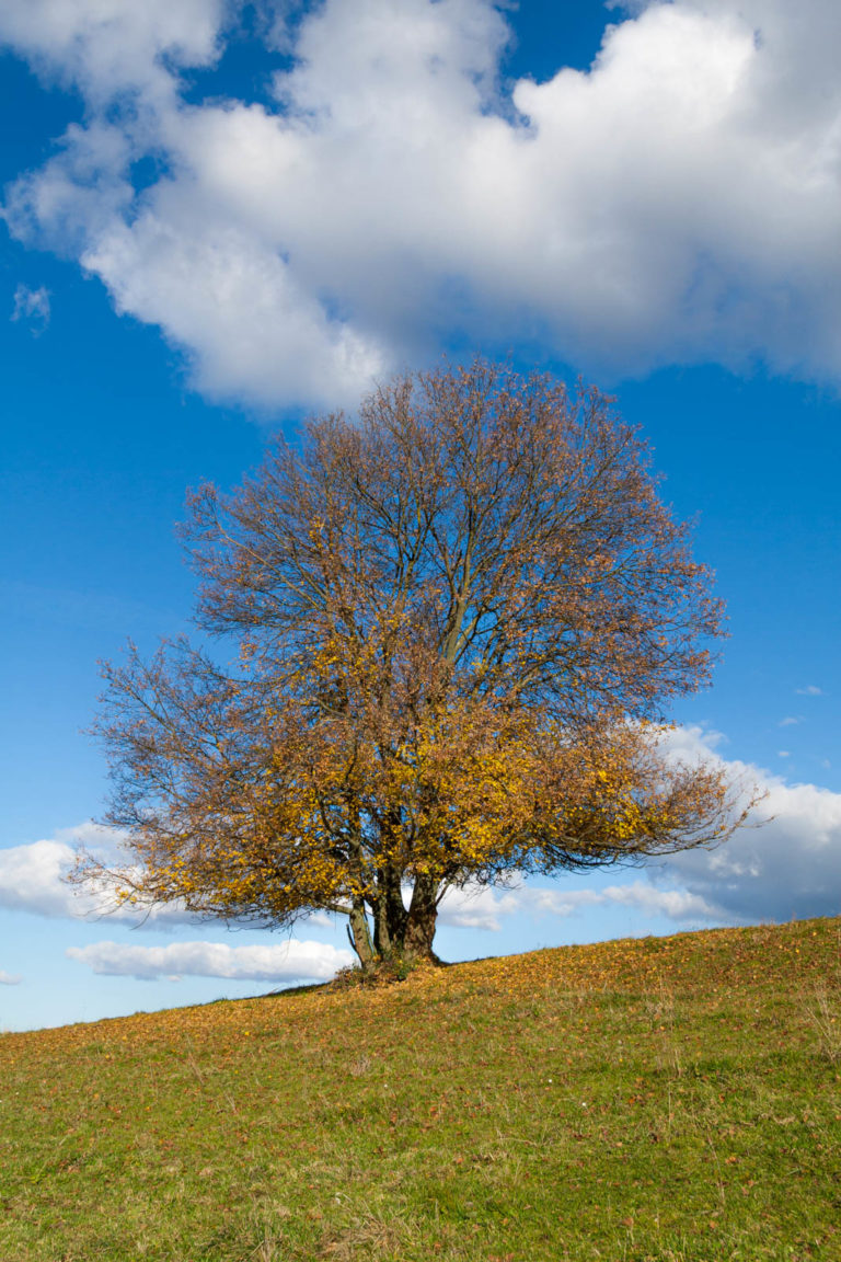 Projet 52 – # 07 – Arbre solitaire en automne