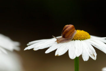 Projet 52 - Escargot sur une margueritte