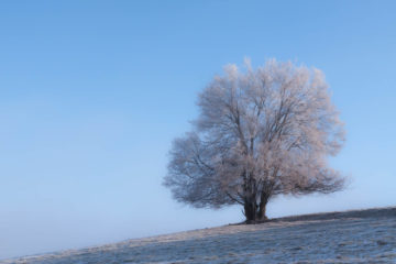 Projet photos 52 - Arbre solitaire complètement gelé