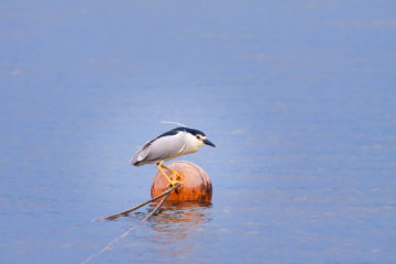 Projet photo 52 - Oiseau sur une bouée