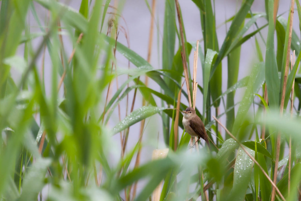 Projet photo 52 - Oiseau sur une branche