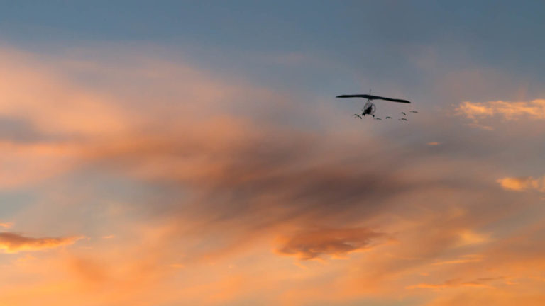 Projet photos 52 - ULM avec des oies