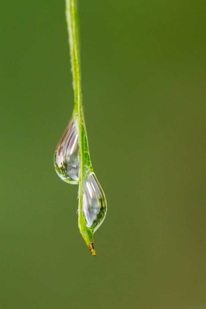 Projet 52 - Macro d'une goutte d'eau sur une herbe