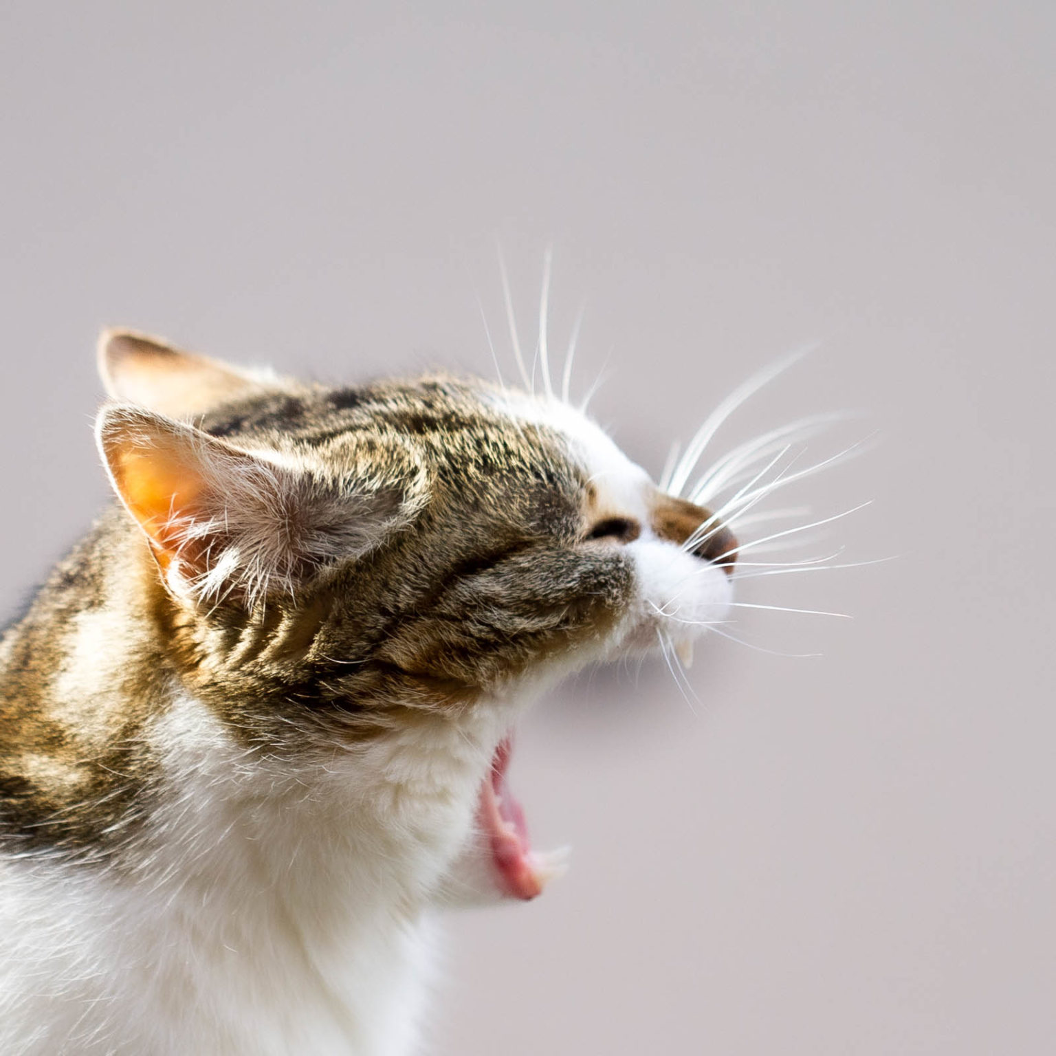 Projet 52 28 Dans la gueule du chat YaPasFoto