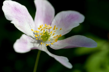 Projet photo 52 - Macro d'une jolie fleur