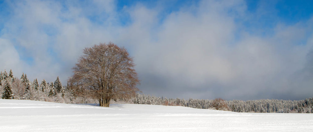 Projet 52 - Panoramique arbre sous la neige