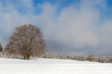 Projet 52 - Panoramique arbre sous la neige