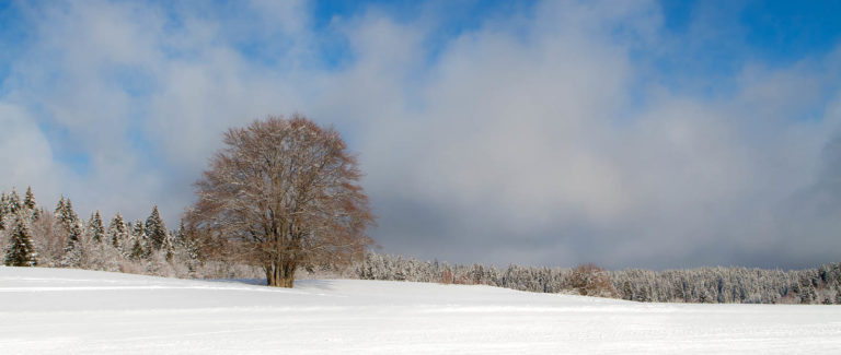 Projet 52 - Panoramique arbre sous la neige