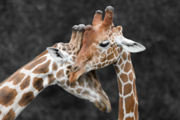 Projet 52 - Couple de girafes au zoo de Beauval