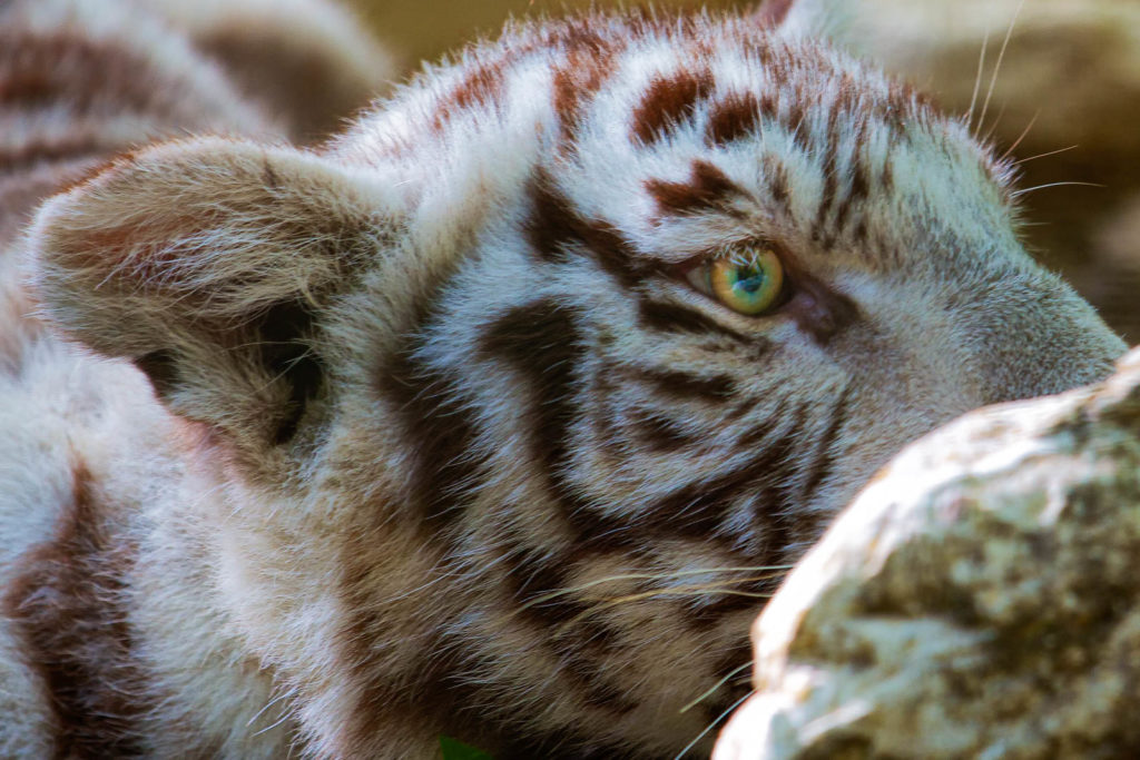 Projet 52 - Petit tigre blanc au zoo de Beauval